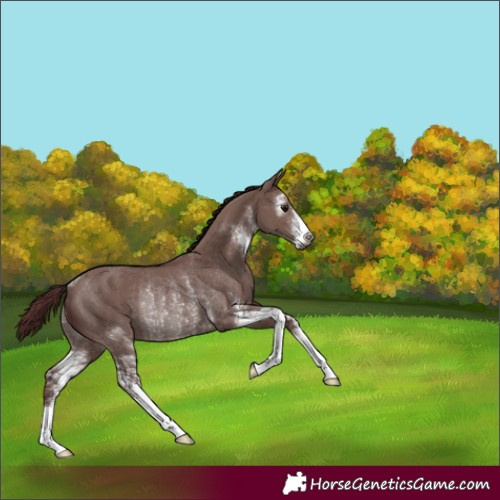 Horse Color:Gray Chocolate Grullo Sabino Rabicano