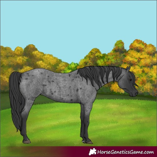Horse Color:Blue Roan 