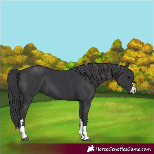 Horse Color:Black 