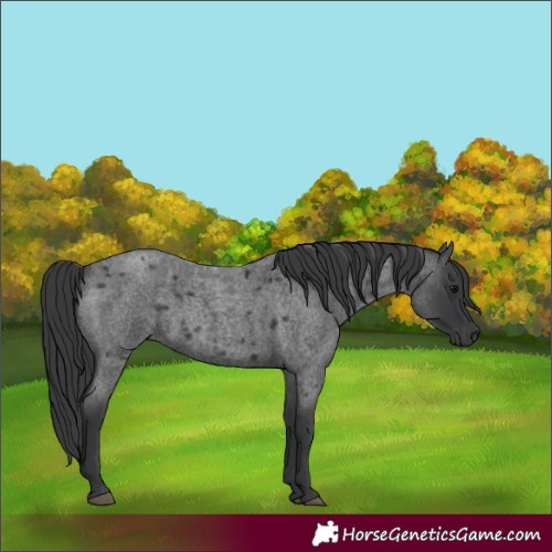 Horse Color:Blue Roan 