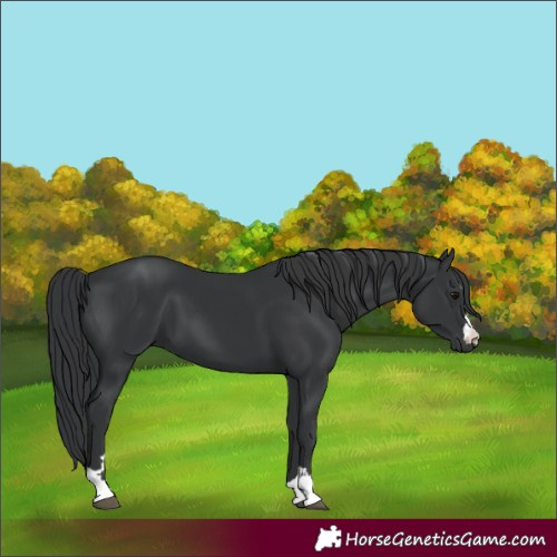 Horse Color:Black 