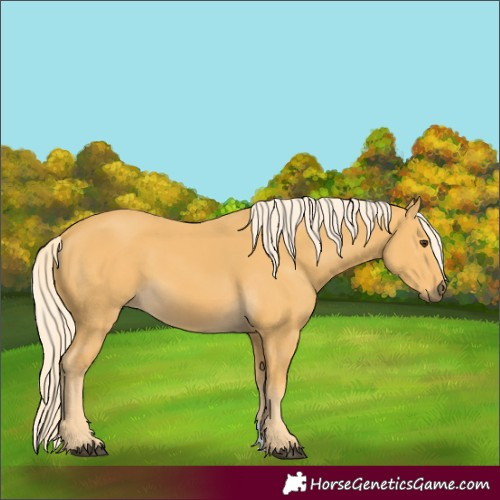 Horse Color:Palomino 