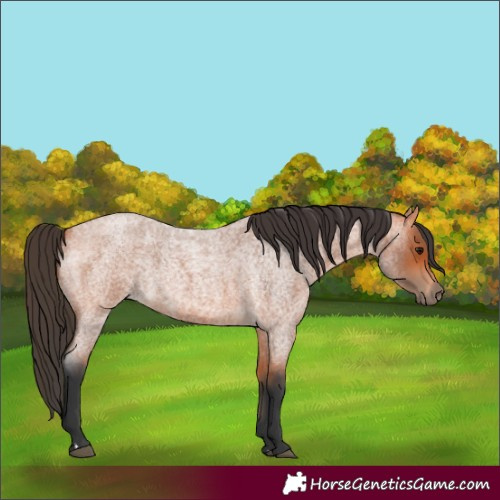 Horse Color:Bay Roan
