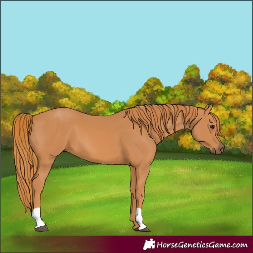 Horse Color:Chestnut 