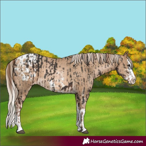 Horse Color:Liver Chestnut Splash Varnish  and Chocolate Palomino Pearl Sabino Splash Varnish 