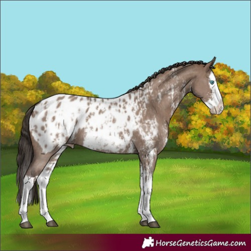 Horse Color:Liver Red Dun Sabino Splash Blanket  and Liver Red Dun Sabino Splash Blanket 