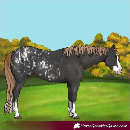 Horse Color:Liver Chestnut Sabino Splash Near Leopard and Liver Chestnut Sabino Splash Blanket
