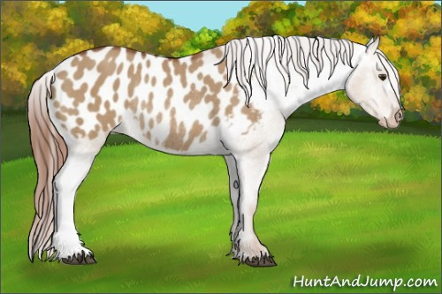 Horse Color:Red Dun Blanket Rabicano