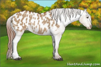 Horse Color:Red Dun Appaloosa Rabicano 