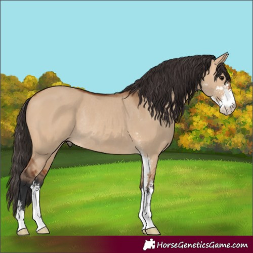 Horse Color:Bay Dun Sabino Rabicano 