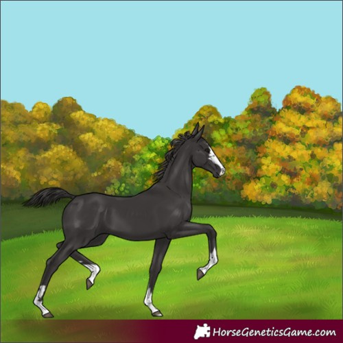 Horse Color:Unknown 