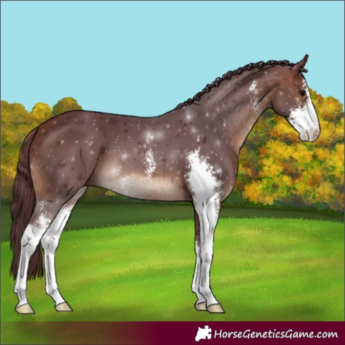 Horse Color:Chocolate Bay Sabino 