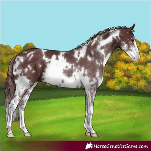 Horse Color:White Spotted Chocolate Smoky Black Sabino 