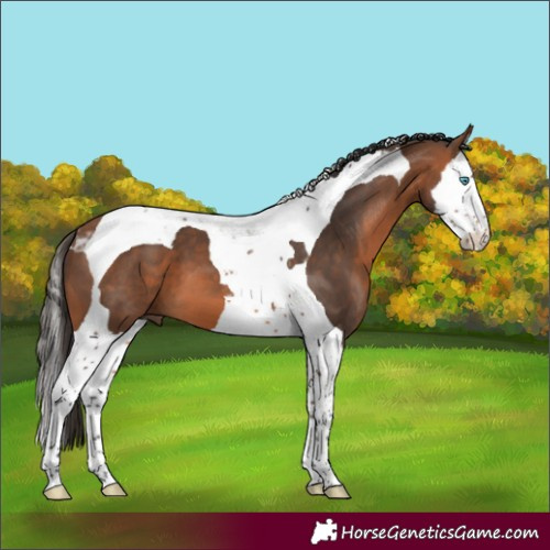 Horse Color:Bay Splash Tobiano 