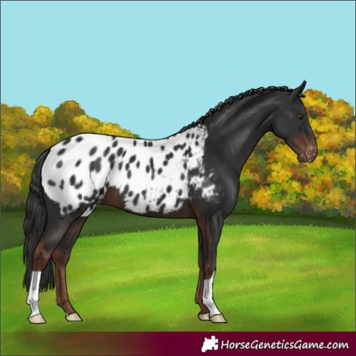 Horse Color:Liver Chestnut Blanket 