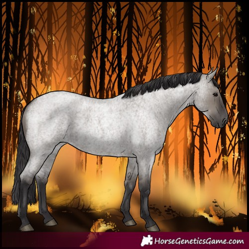 Horse Color:Smoky Grullo Roan 