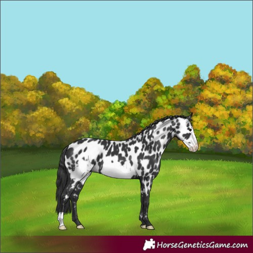 Horse Color:Black Frame Near Leopard