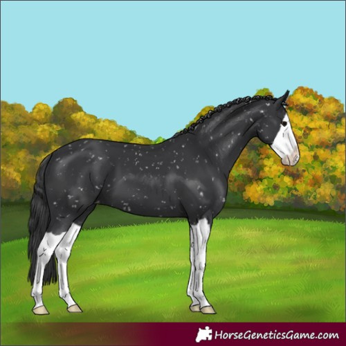 Horse Color:Black Splash Snowflake Varnish 