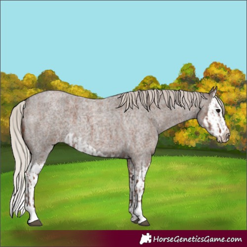 Horse Color:Unknown 