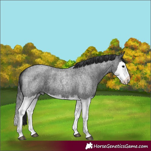 Horse Color:Blue Roan Splash