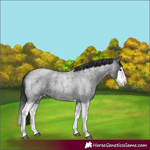 Horse Color:Blue Roan Splash 