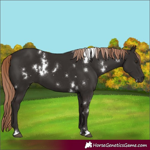 Horse Color:White Spotted Liver Chestnut