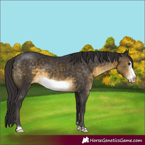 Horse Color:Buckskin Frame Varnish Rabicano 