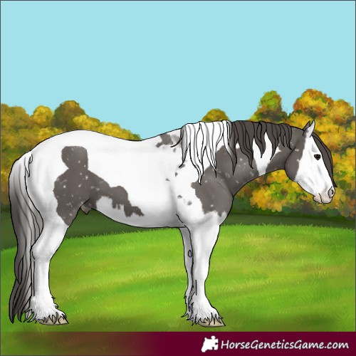 Horse Color:Grullo Splash Tobiano Snowflake Varnish 