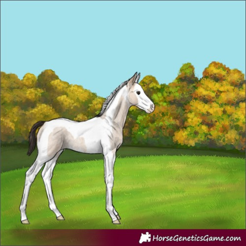 Horse Color:Bay Roan Dun Splash Tobiano 
