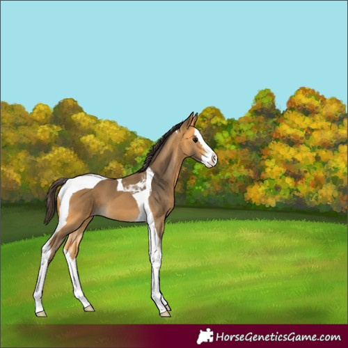 Horse Color:Buckskin Splash Tobiano