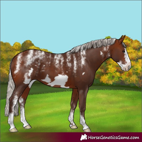 Horse Color:Powder White Silver Bay Frame 
