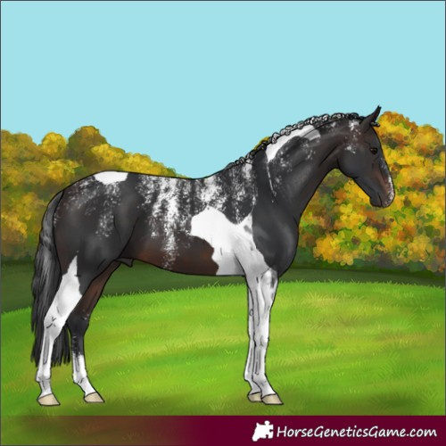 Horse Color:Powder White Brown Tobiano