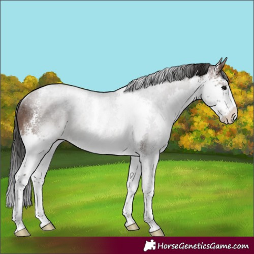 Horse Color:Brown Sabino Splash Varnish Rabicano 