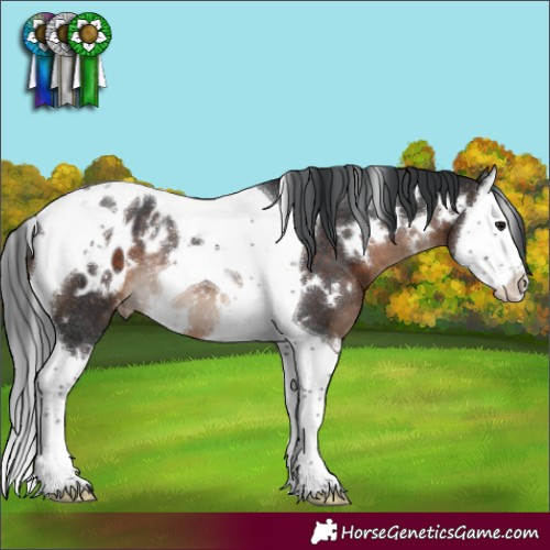 Horse Color:White Spotted Brown Splash Tobiano Blanket Rabicano 
