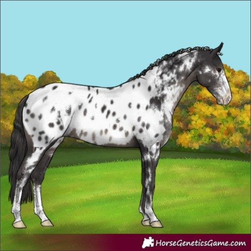 Horse Color:White Spotted Smoky Black Sabino Blanket 