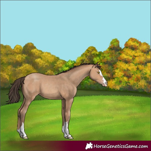 Horse Color:Amber Champagne 
