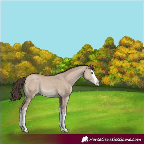 Horse Color:Classic Champagne Dun Splash