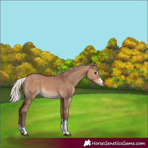 Horse Color:Silver Brown Dun