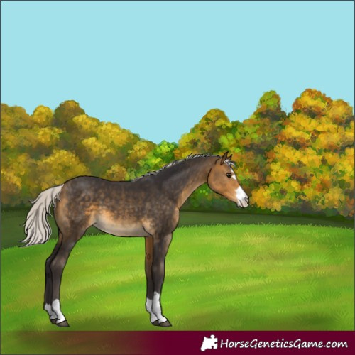 Horse Color:Silver Buckskin