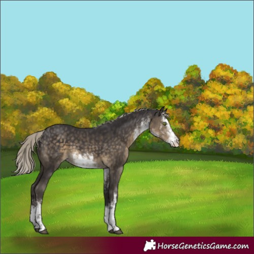 Horse Color:White Spotted Silver Smoky Black