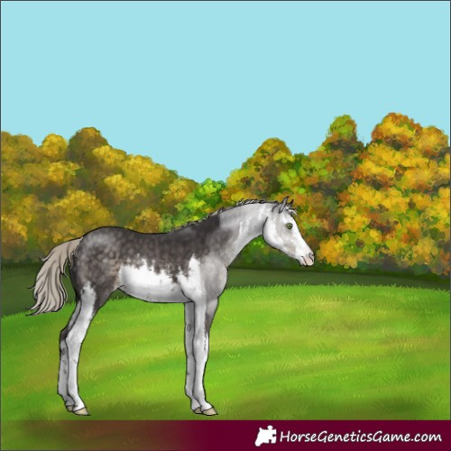 Horse Color:White Spotted Silver Smoky Black 