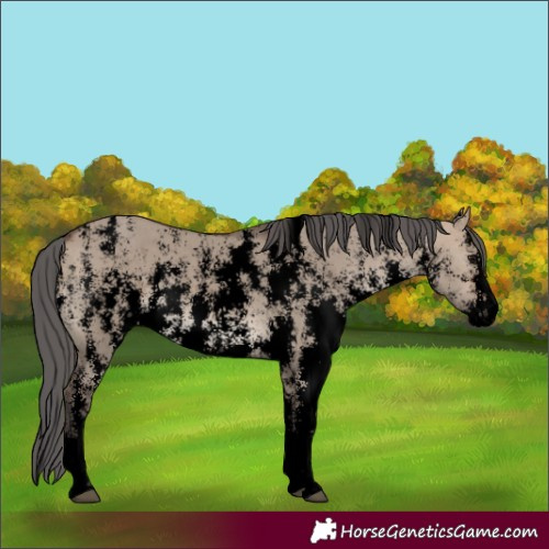 Horse Color:Void Brown Dun Merle Sabino Rabicano