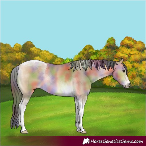 Horse Color:Nacre Buckskin Tobiano