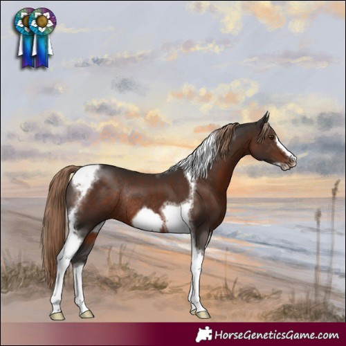 Horse Color:Liver Chestnut Tobiano Frame Rabicano