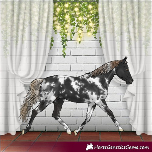Horse Color:White Spotted Liver Chestnut 