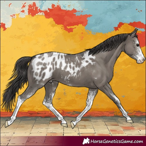 Horse Color:Grullo Sabino Blanket 