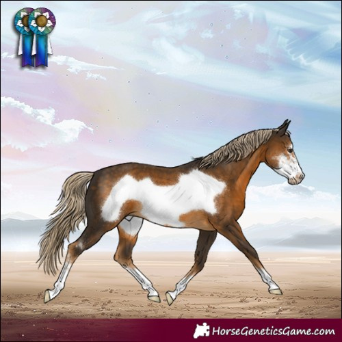 Horse Color:Chocolate Palomino Sabino Frame
