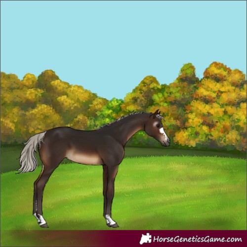 Horse Color:Gray Silver Bay 