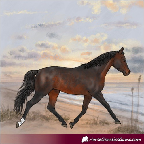 Horse Color:Brown Rabicano 