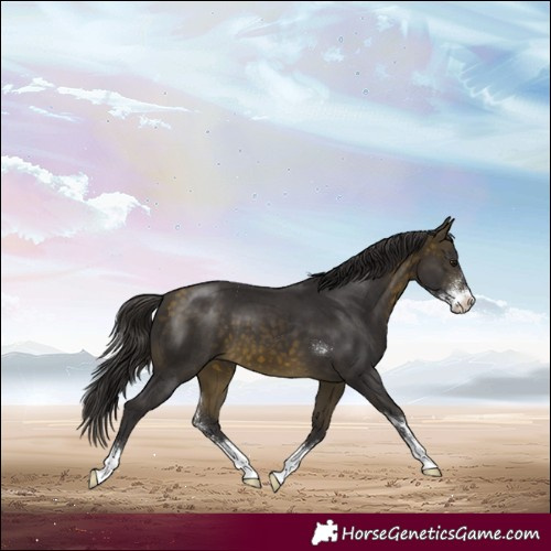 Horse Color:Buckskin Sabino 